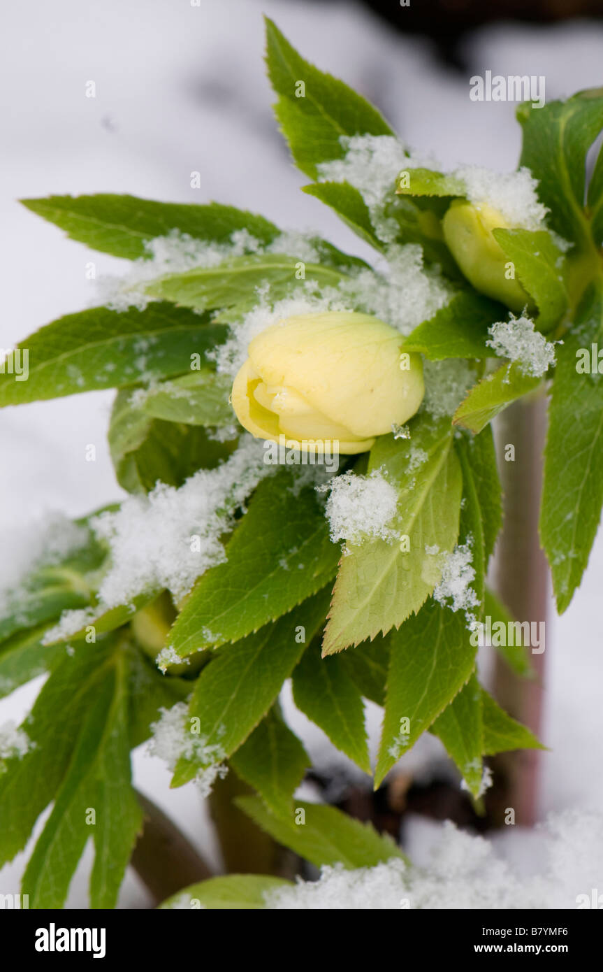 La neige a couvert Helleborus Anah abricot hybrides de jardin Banque D'Images