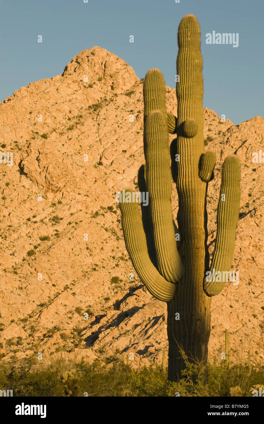 Cactus Saguaro (Carnegiea gigantea) Montagnes Cabeza Prieta, le sud de l'Arizona, Dawn Banque D'Images