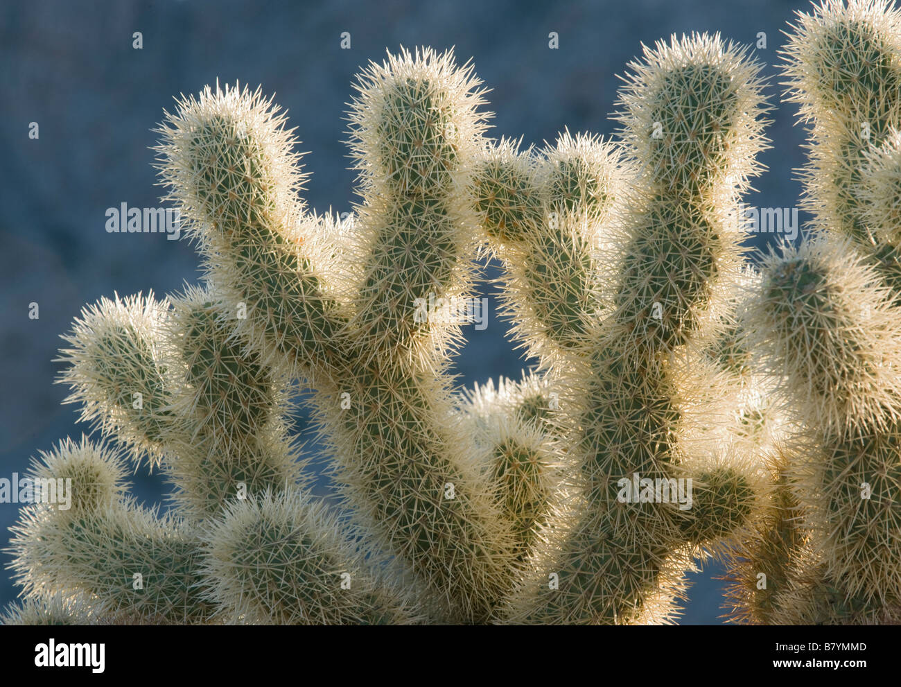 Teddy bear Cholla Cactus (Cylindropuntia bigelovii) Tinajas Altas Montagnes, Barry Goldwater Air Force Range, Arizona Banque D'Images