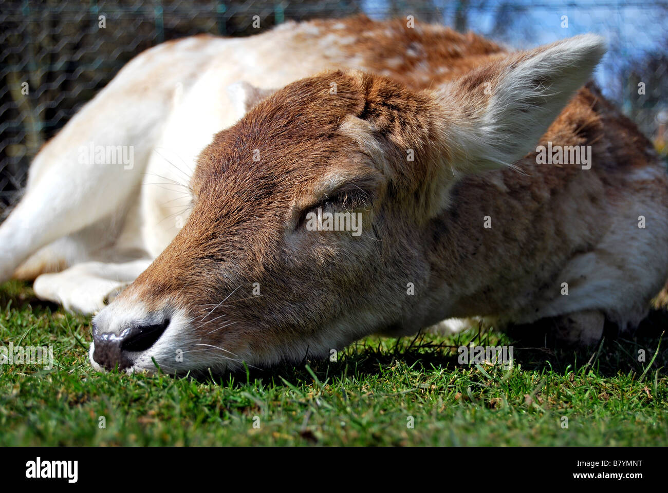 Close up de daims dormir sur l'herbe Banque D'Images