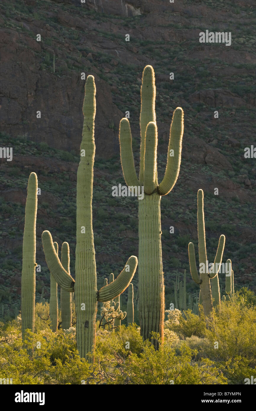 Cactus Saguaro (Carnegiea gigantea) Alamo Canyon, tuyau d'Organe National Monument, Arizona Banque D'Images