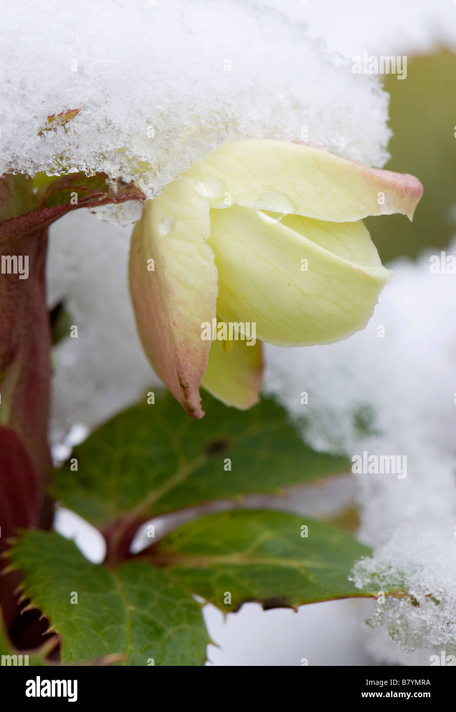 La neige a couvert Helleborus x Sternii Boughton Group en fleur Banque D'Images