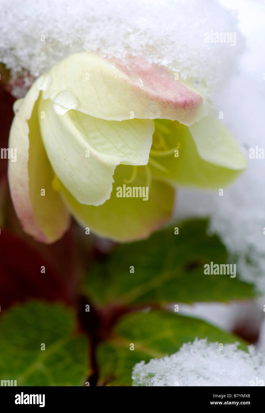 La neige a couvert Helleborus x Sternii Boughton Group en fleur Banque D'Images