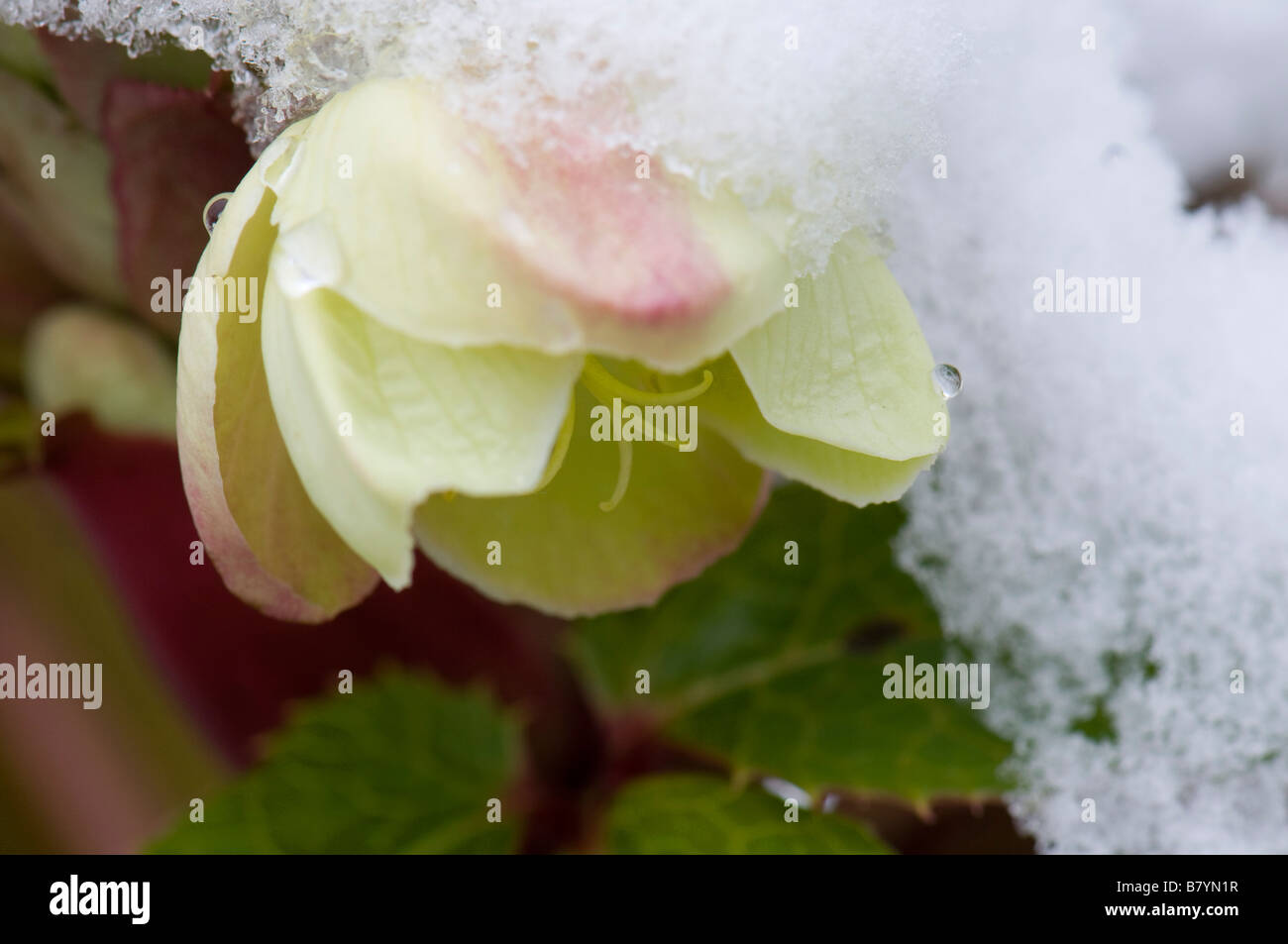La neige a couvert Helleborus x Sternii Boughton Group en fleur Banque D'Images