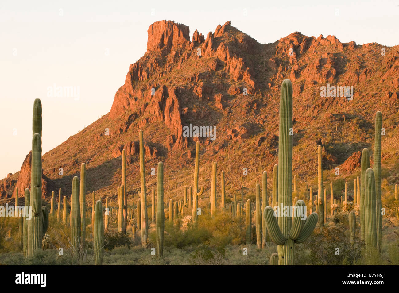 Cactus Saguaro (Carnegiea gigantea) Alamo Canyon, tuyau d'Organe National Monument, Arizona, Coucher du Soleil Banque D'Images