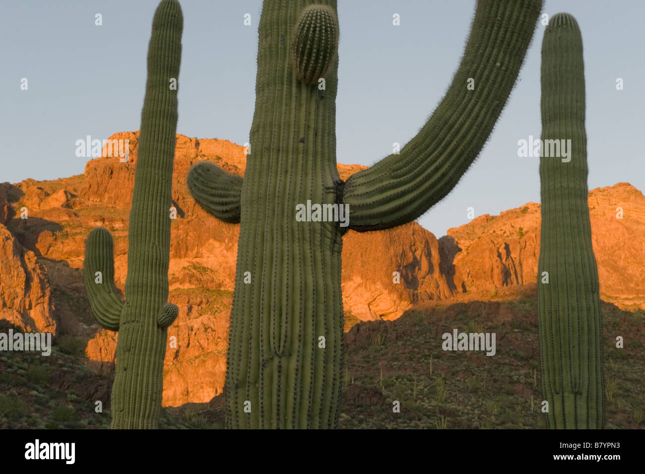 Cactus Saguaro (Carnegiea gigantea) Organ Pipe National Monument, le sud de l'Arizona Banque D'Images