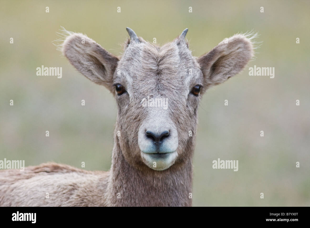 Mouflon d’Amérique bébé Banque D'Images