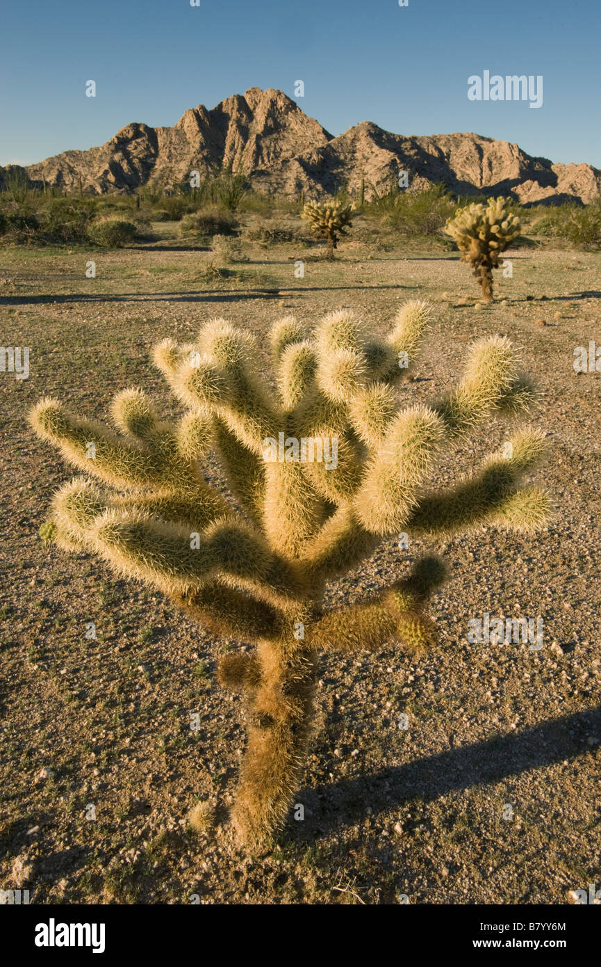 Teddy bear Cholla Cactus (Cylindropuntia bigelovii) Tinajas Altas Montagnes, Barry Goldwater Air Force Range, Arizona Banque D'Images