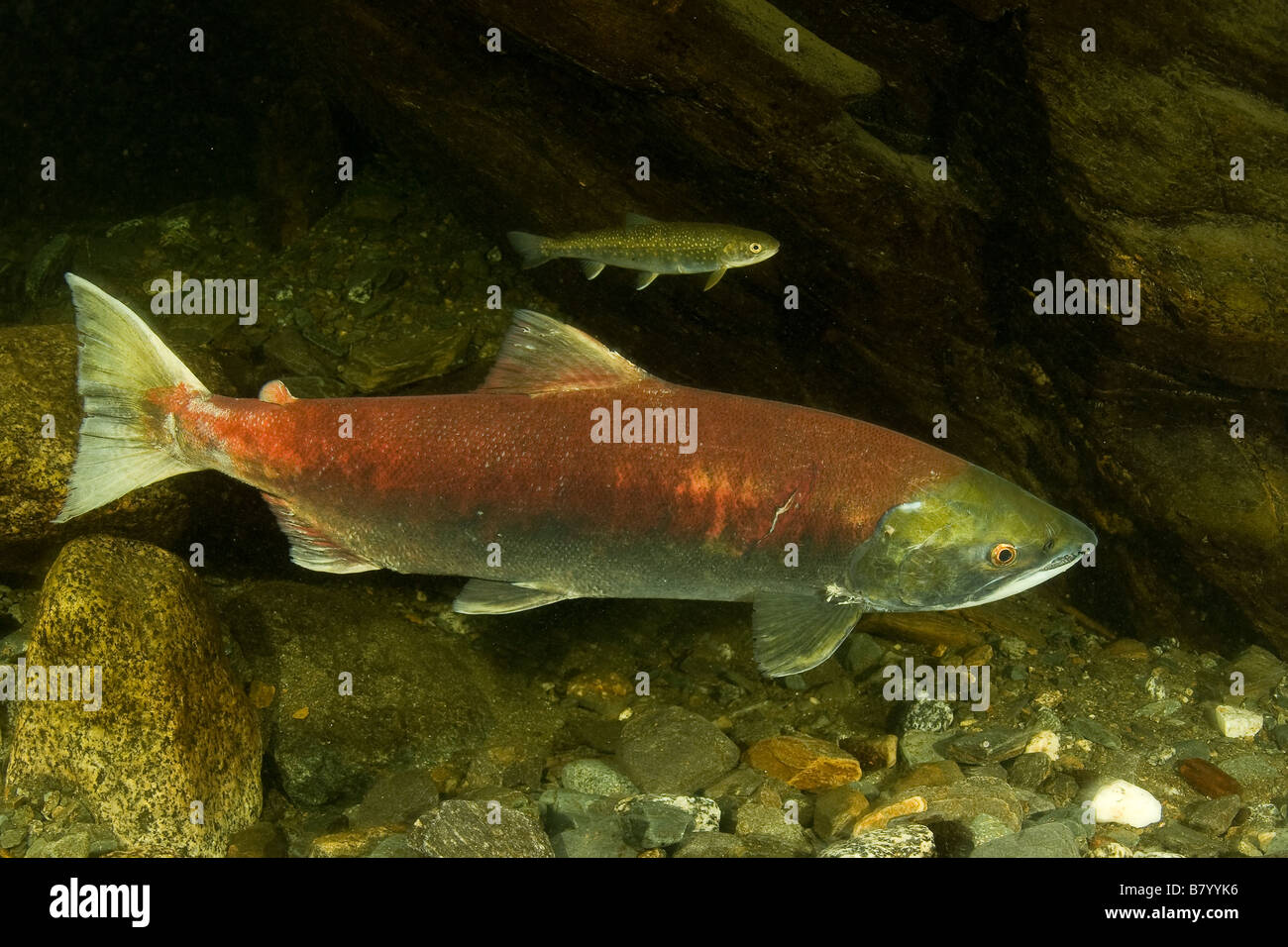 Saumon sockeye (saumon rouge) Oncorhynchus nerka Juneau Alaska Banque D'Images