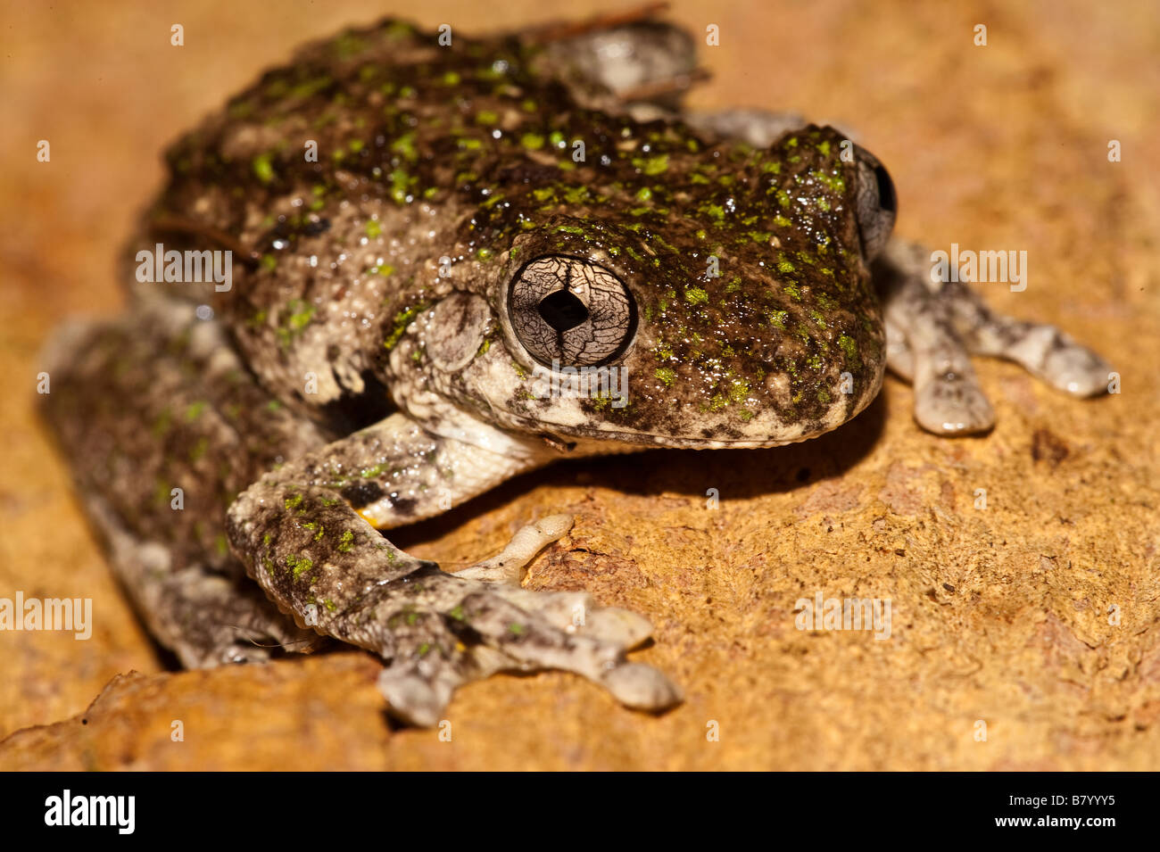 Peron's Tree Frog Banque D'Images