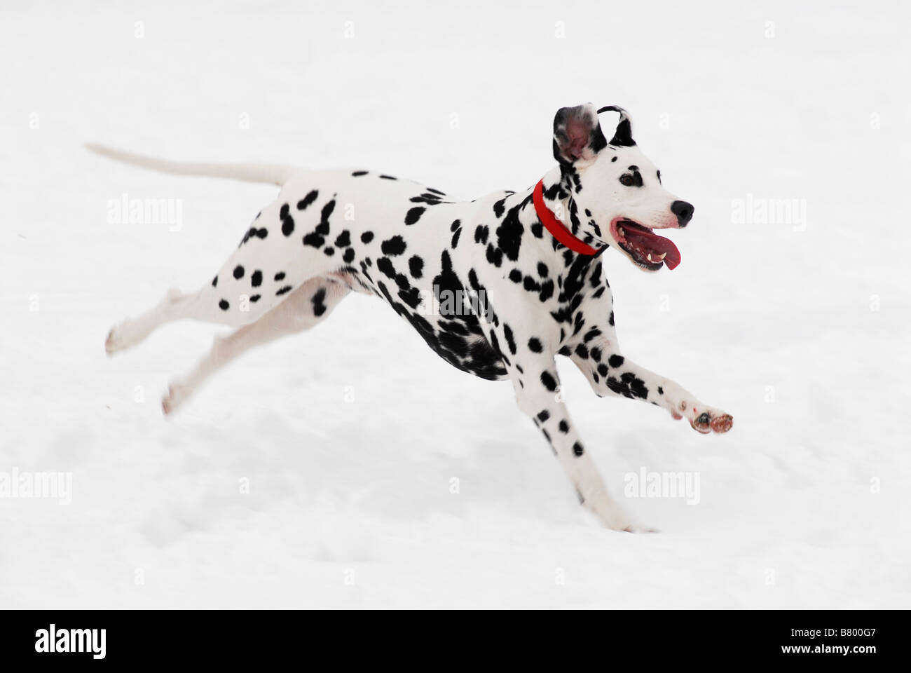 Domino Dalmation profiter de la neige 5 02 2009 Photo de John Robertson Banque D'Images