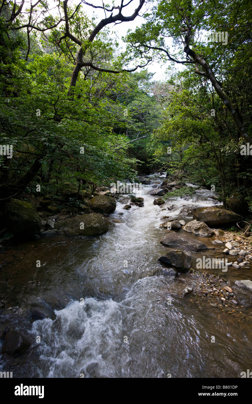 Rivière qui coule à travers la forêt à Parque Nacional Volcan Rincón de la Vieja, près de Libéria de l'État du Costa Rica. Banque D'Images