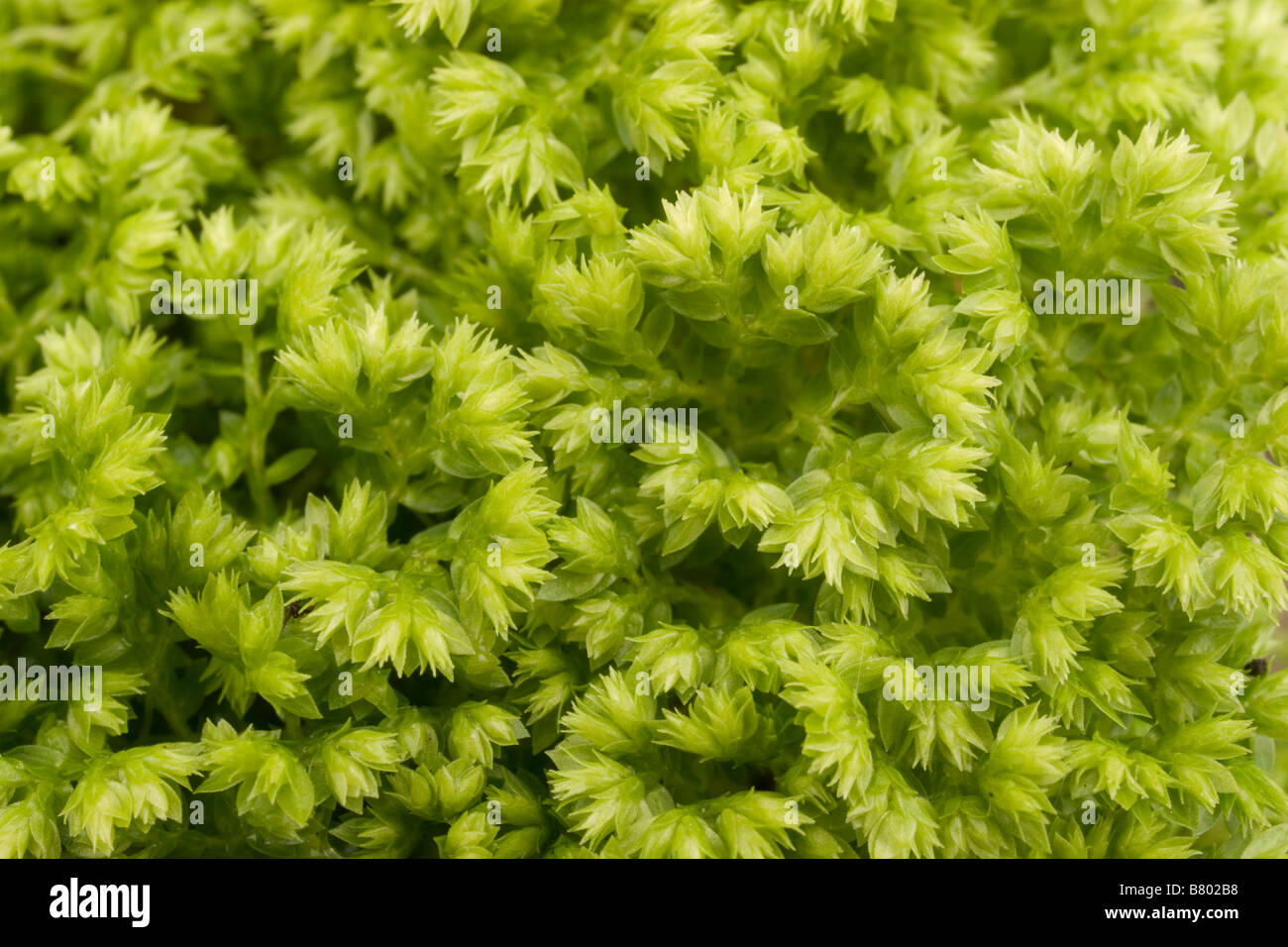 Close-up de Selaginella 'Emerald Isle moss' Banque D'Images