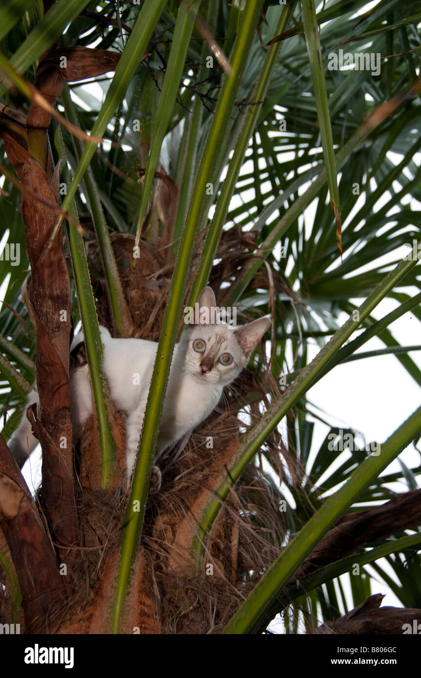 Un Bengal chaton coincé dans un arbre Banque D'Images