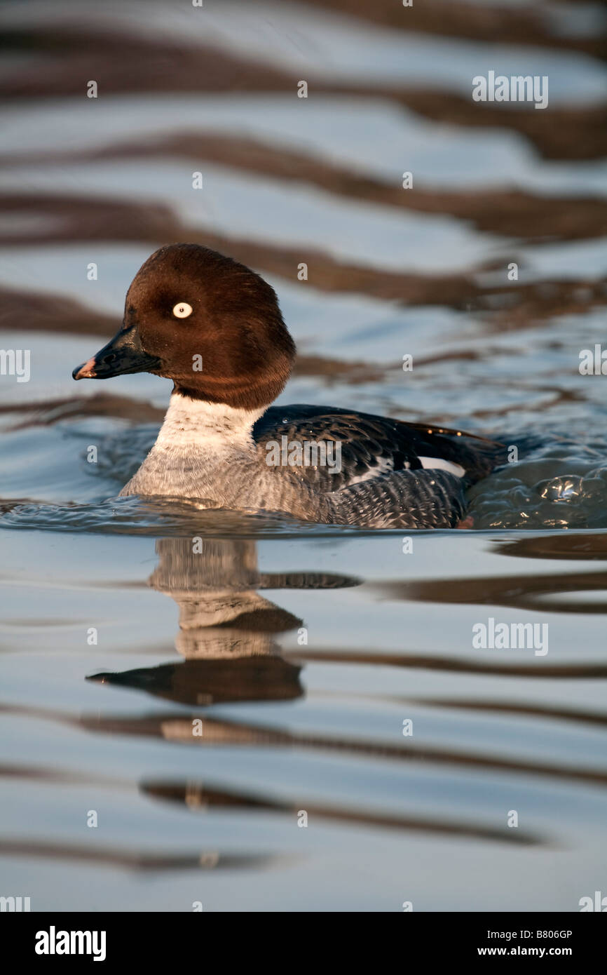 Femelle goldeneye Bucephala clangula Banque D'Images