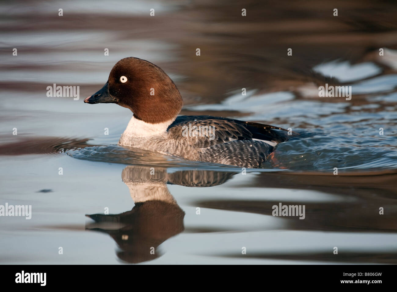Femelle goldeneye Bucephala clangula Banque D'Images