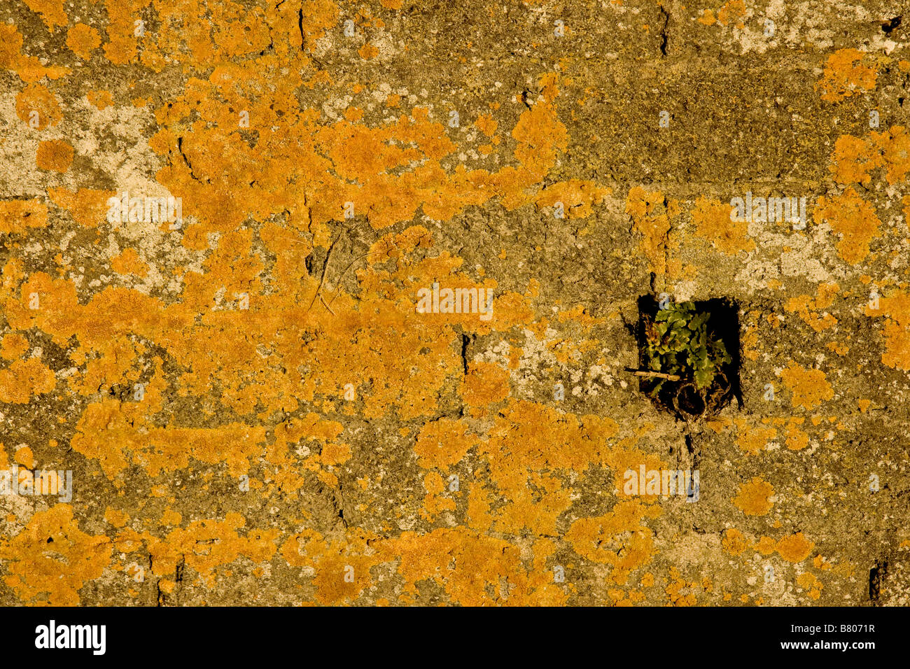 Gros plan du lichen jaune orange Xanthoria parietina sur un mur de pierre Banque D'Images