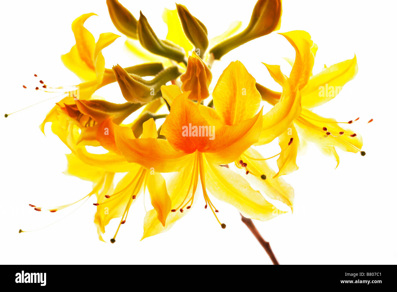 Fleurs de rhododendron jaune Banque D'Images