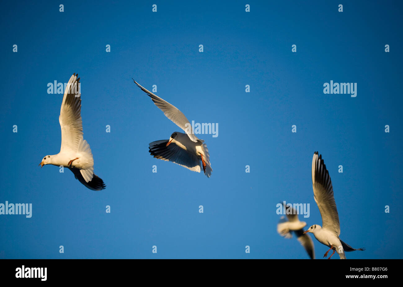 High Flyer - Black mouettes haut dans un ciel bleu Banque D'Images