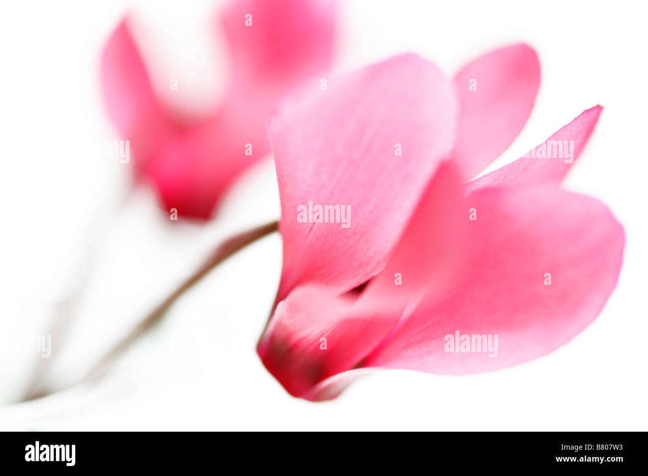 Deux fleurs de cyclamen rose against white background Banque D'Images