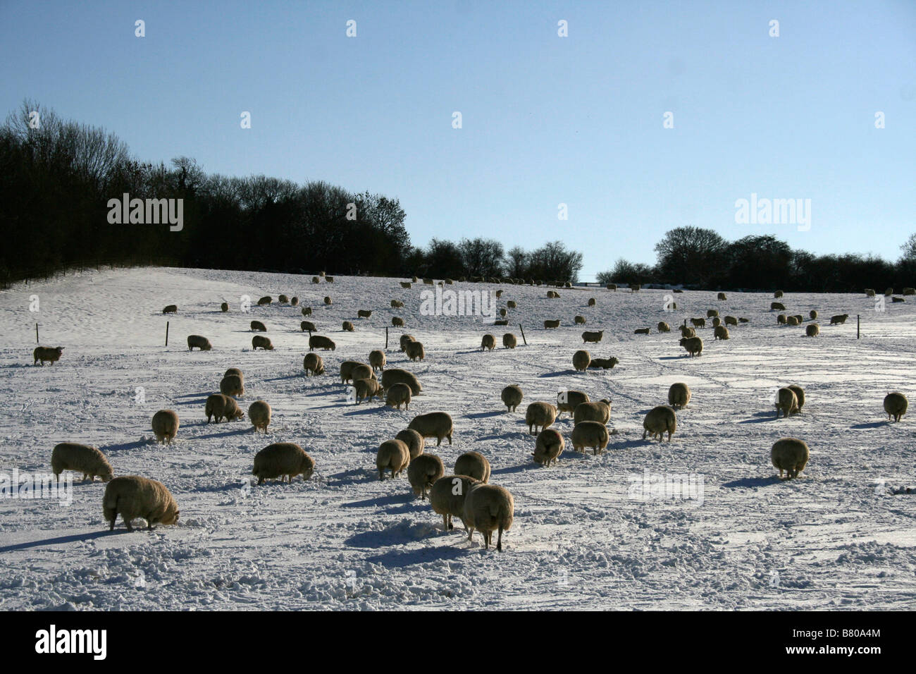 Moutons en paysage enneigé, Oxfordshire, UK , 2009 Banque D'Images