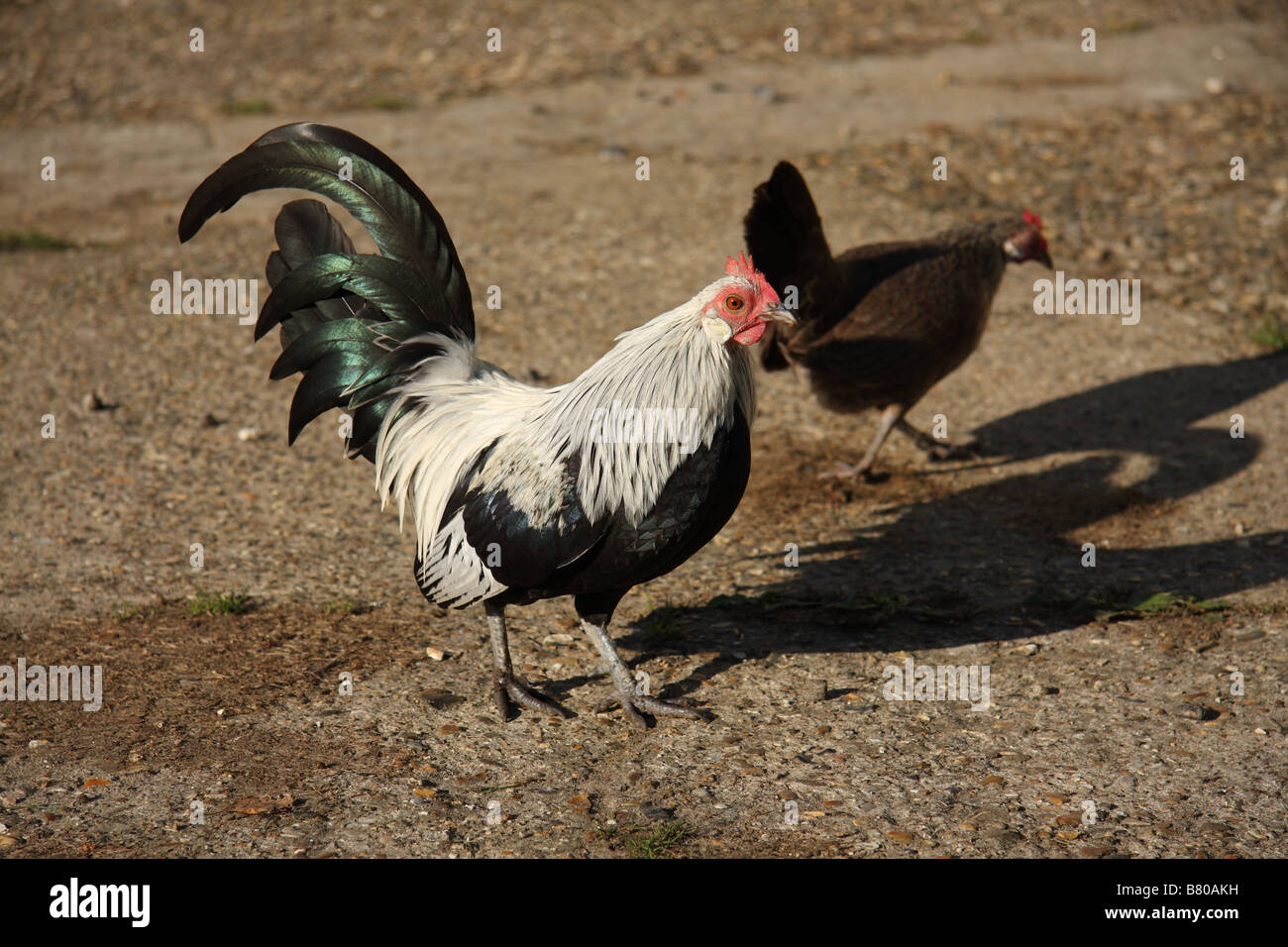 Silver Néerlandais Poulet, cockeral avec poule dans l'arrière, sur une cour de ferme, de béton c'est un oiseau noir et blanc de volaille Banque D'Images