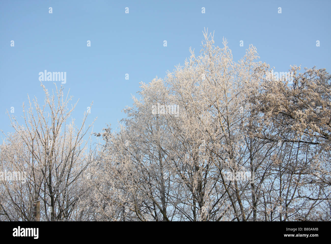 Les arbres givrés tôt dans la journée avec le ciel bleu, la beauté dans une scène d'hiver avec des arbres blancs dus au gel. Banque D'Images