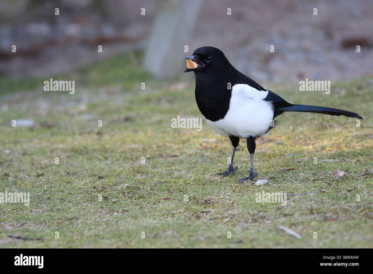 Pica pica, Pied Magpie avec du pain dans la bouche, sur l'herbe, un oiseau en noir et blanc Banque D'Images