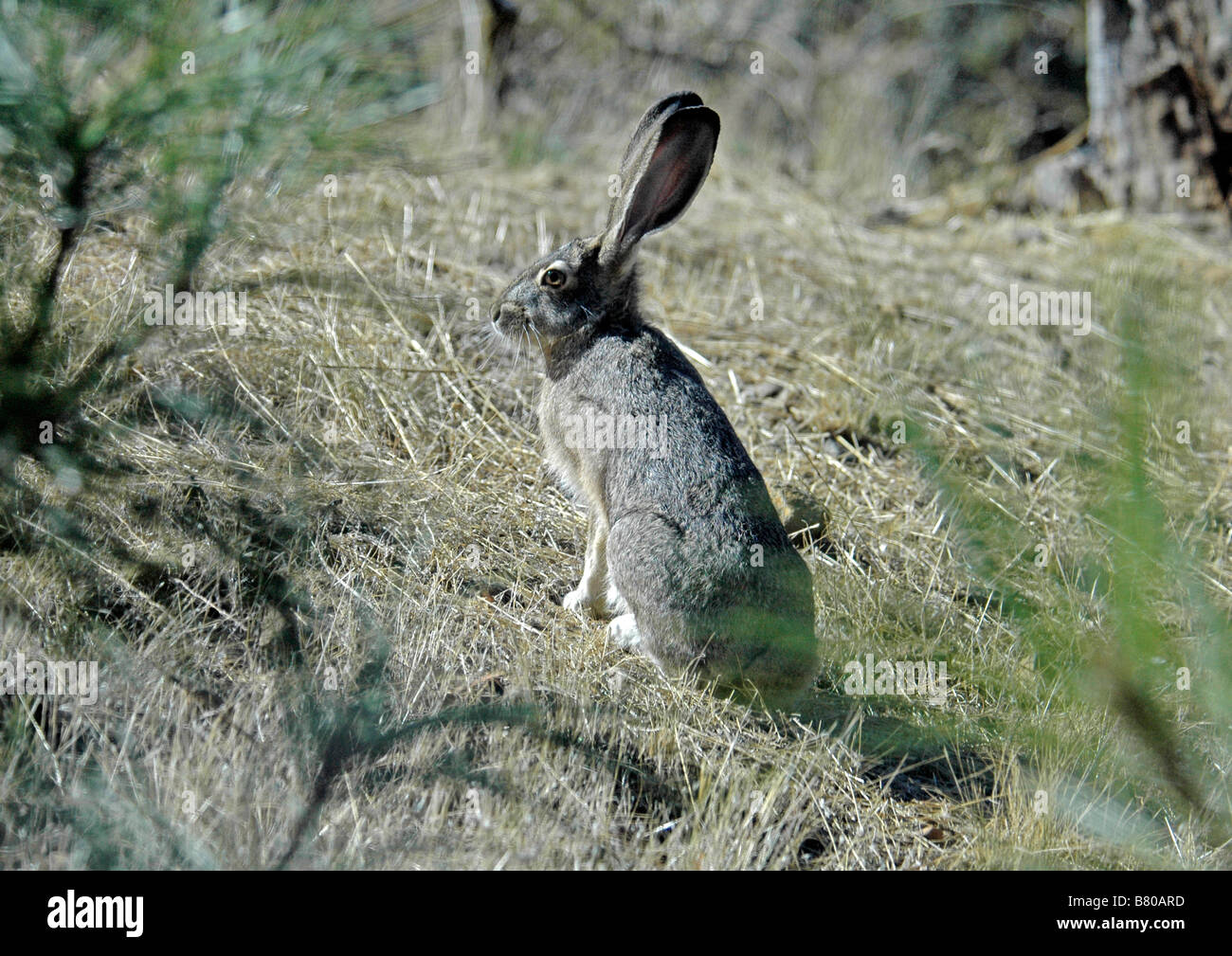 Blacktail noir- Townsend (Lepus californicus) à bord de chêne et digger forêt de pins, dans le Nord de la Californie. Banque D'Images
