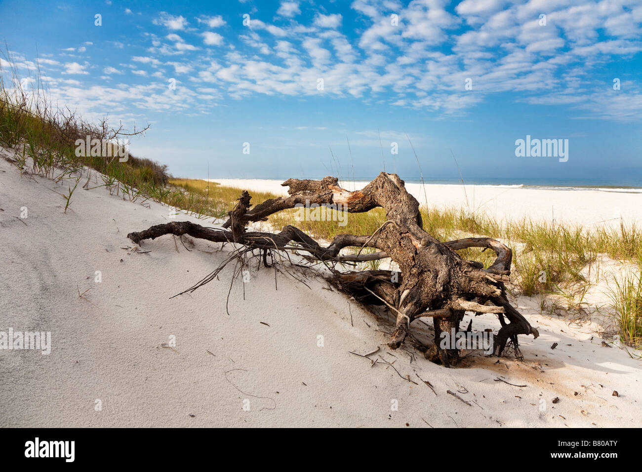 Driftwood contre les herbiers marins couverts de dunes de sable sur la plage à St Joseph Peninsula State Park Port St Joe Florida Banque D'Images