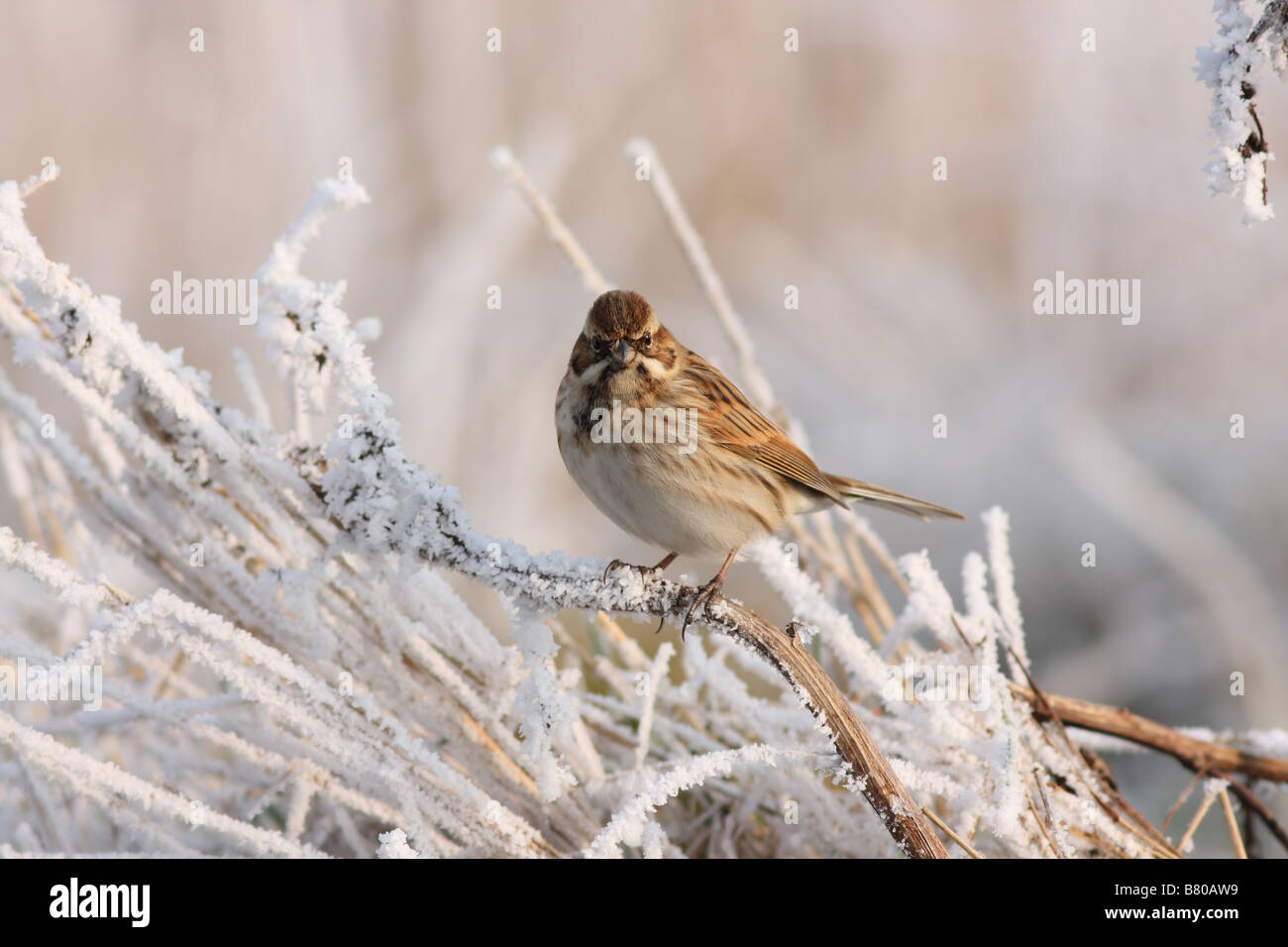 Reed bunting femelle lourde sur la végétation, frosty Emberiza schoeniclus femelle oiseau avec juste la tête brune Banque D'Images