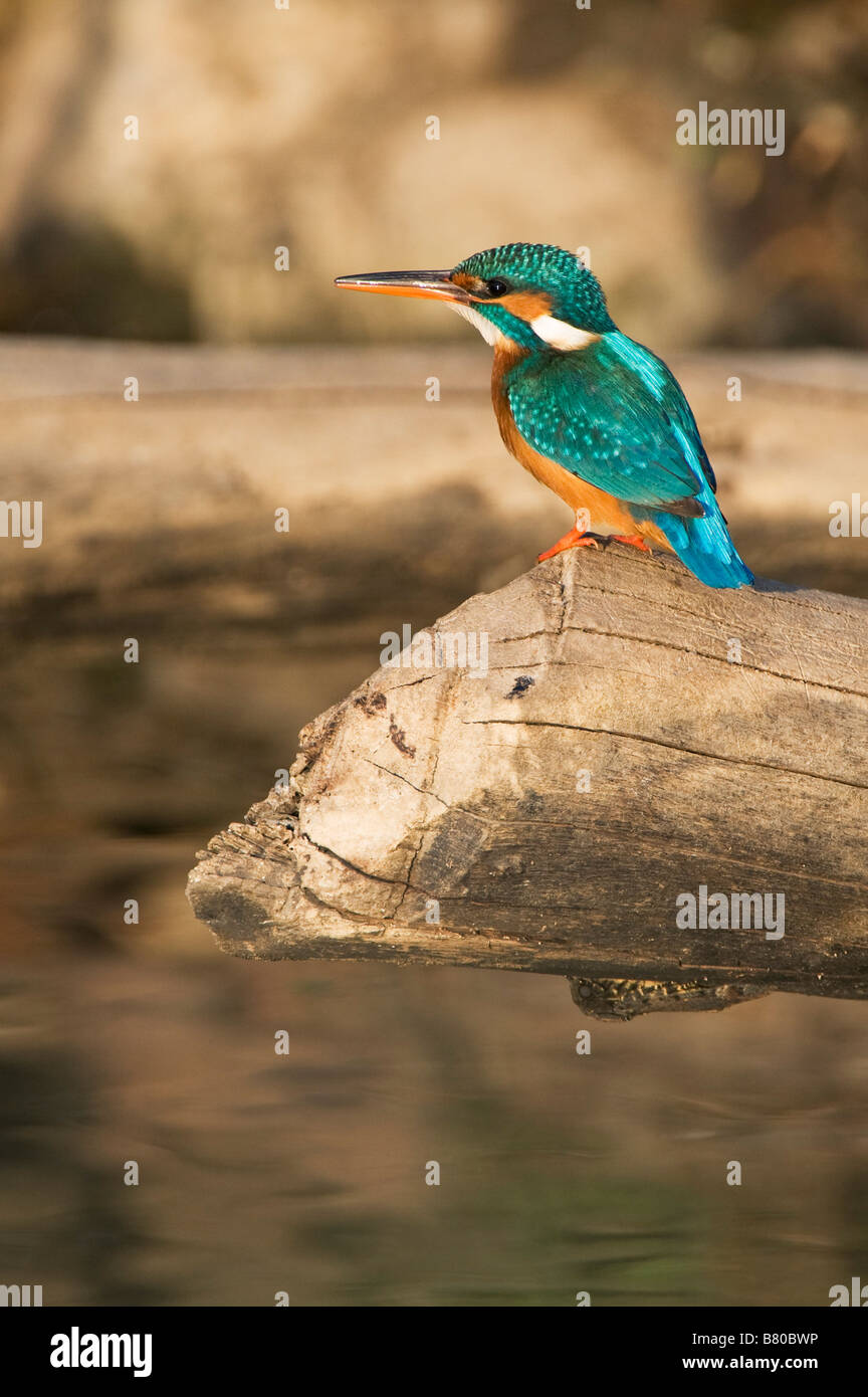 Politique européenne Kingfisher perché sur un journal sur un puits d'eau dans la campagne indienne. L'Andhra Pradesh, Inde Banque D'Images