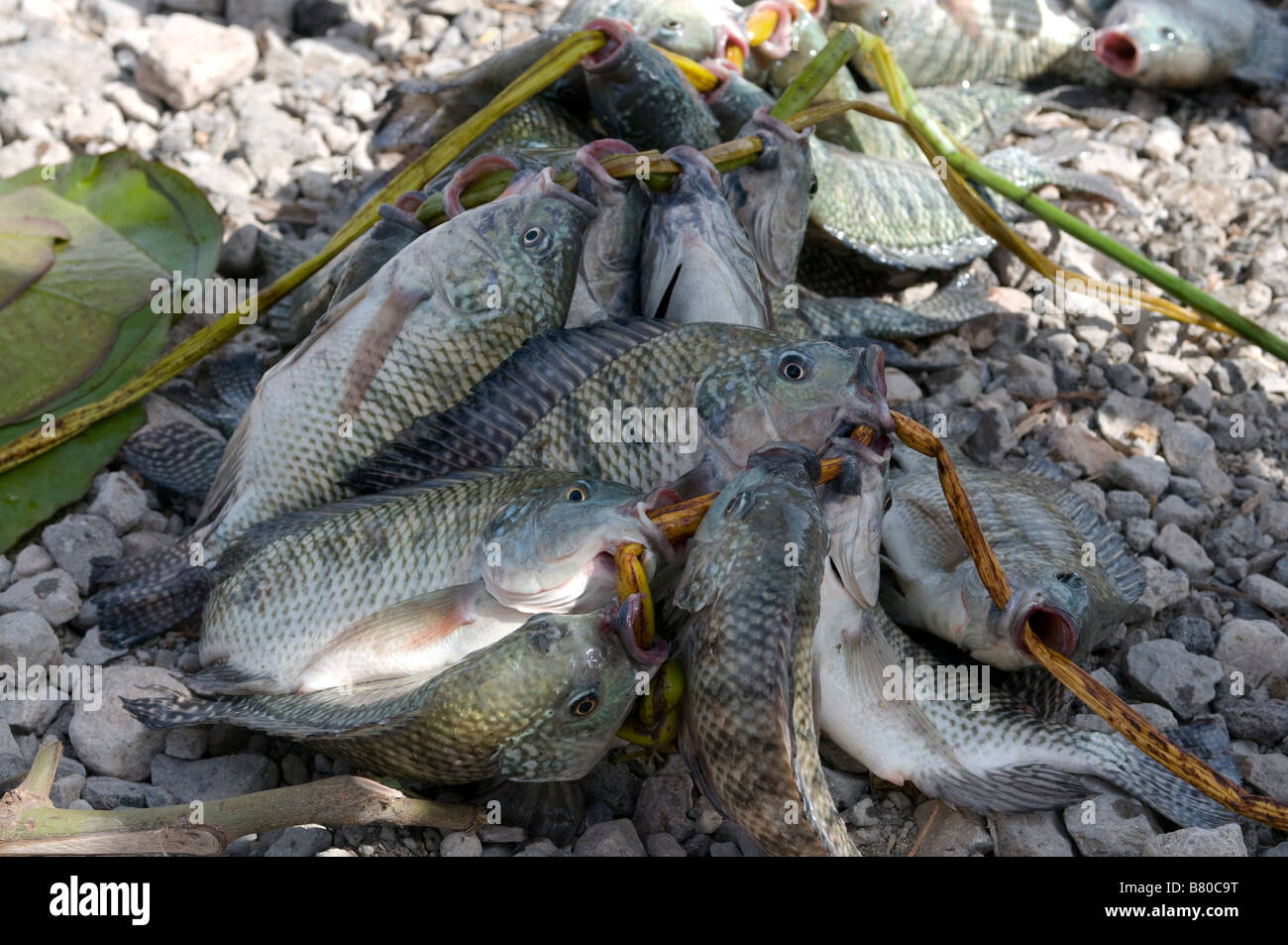 Le poisson frais sur le lac Ziway Afrique Ethiopie Banque D'Images