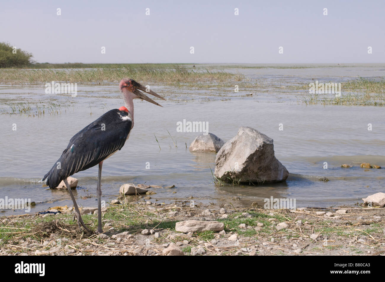 Sur le lac Ziway Marabou Afrique Ethiopie Banque D'Images