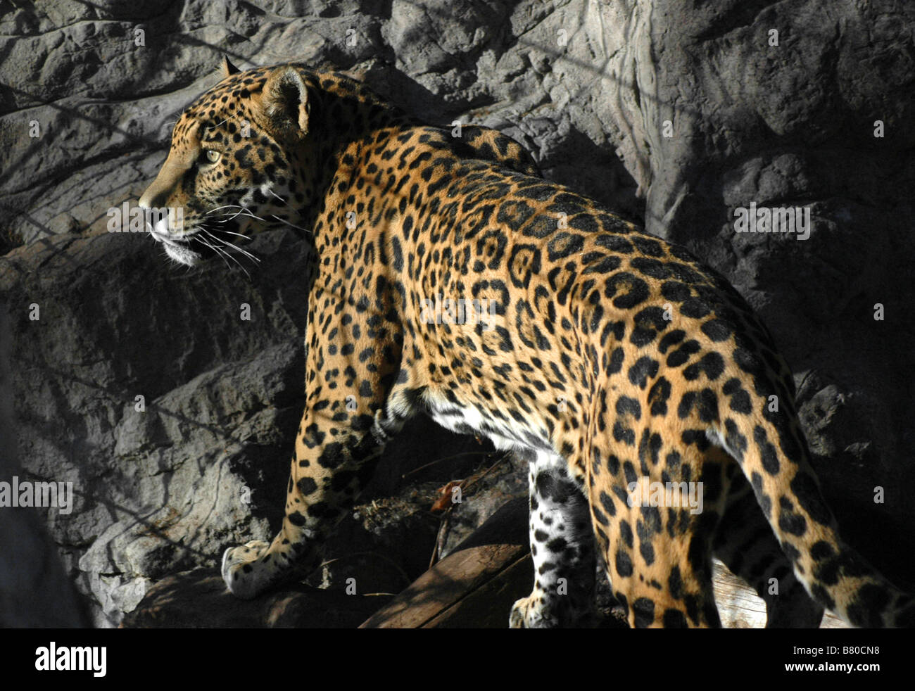 Une jaguar de le zoo de Denver dans l'ombre de la cage de bars Photo Stock  - Alamy