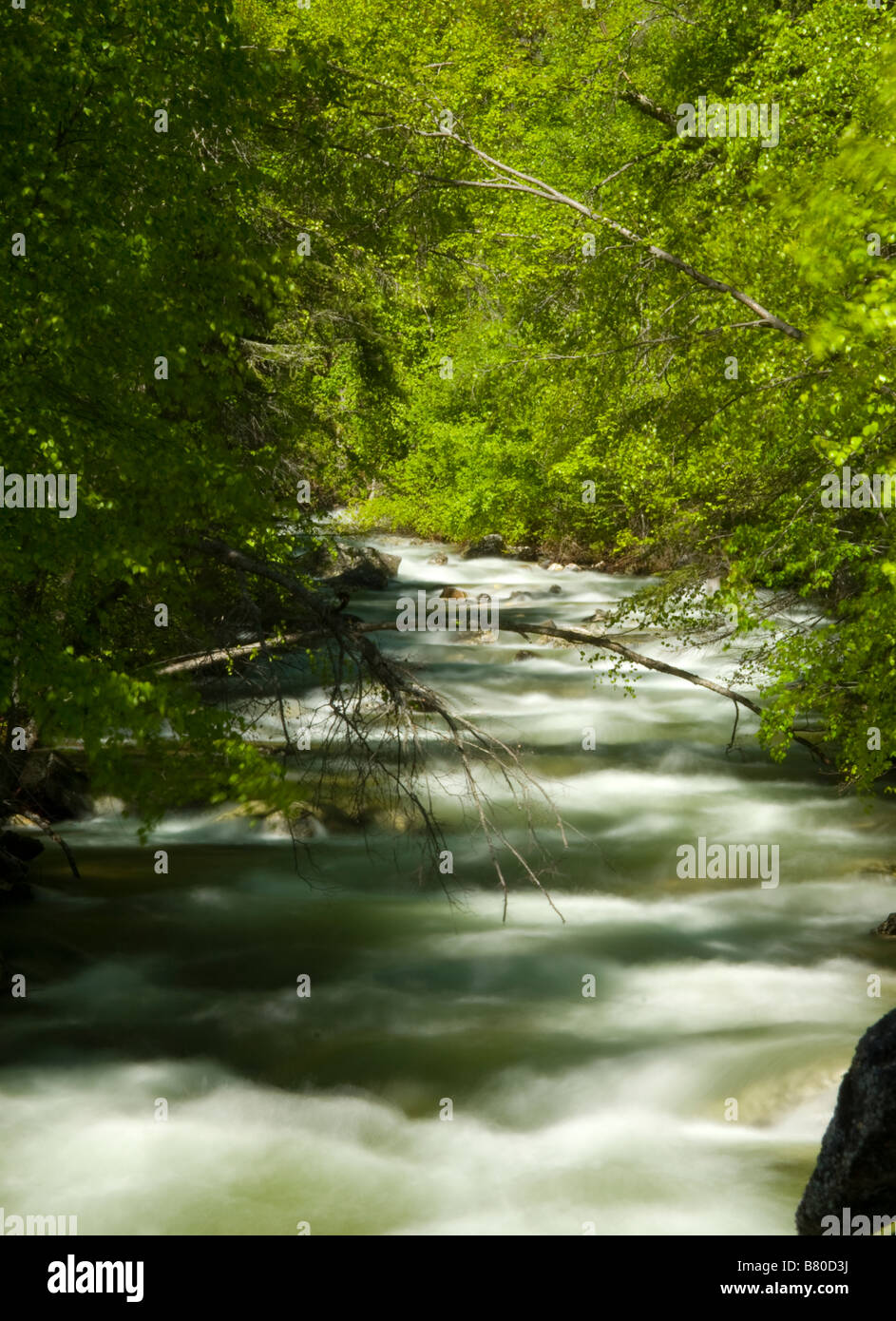 L'eau blanche rivière qui traverse une forêt Banque D'Images