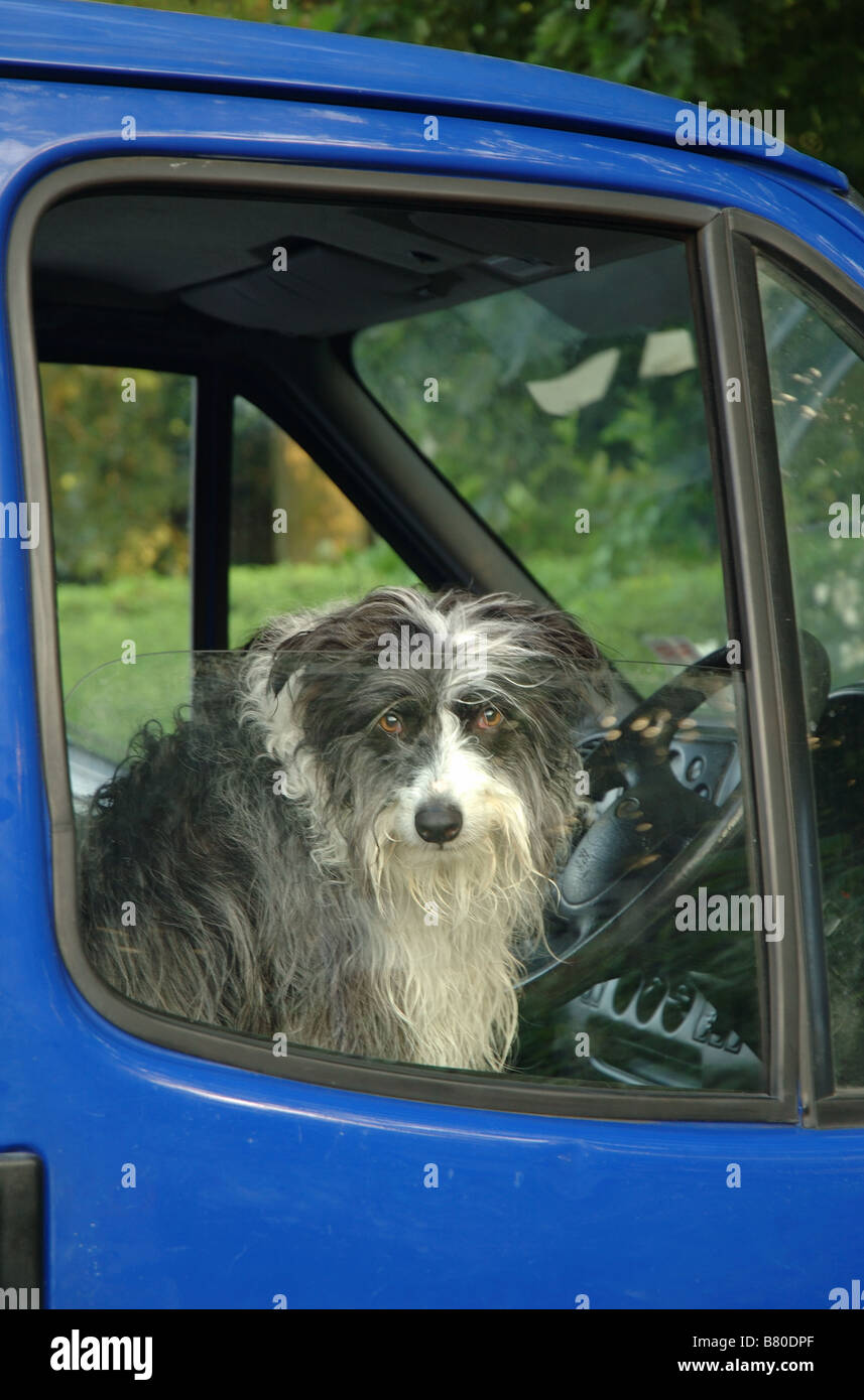 Chien assis dans le siège du conducteur de blue van, England, UK Banque D'Images