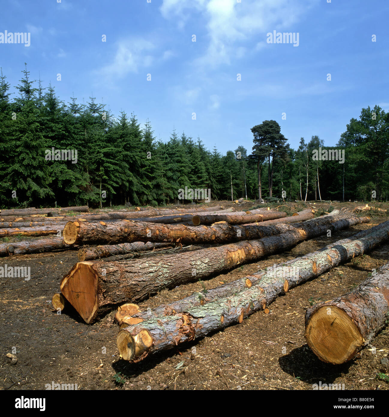 Les arbres abattus dans la forêt Banque D'Images