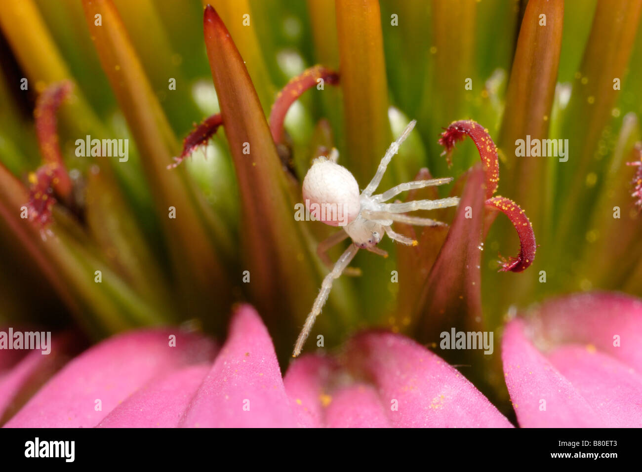 Araignée crabe juvénile sur une fleur (Misumena vatia) Banque D'Images