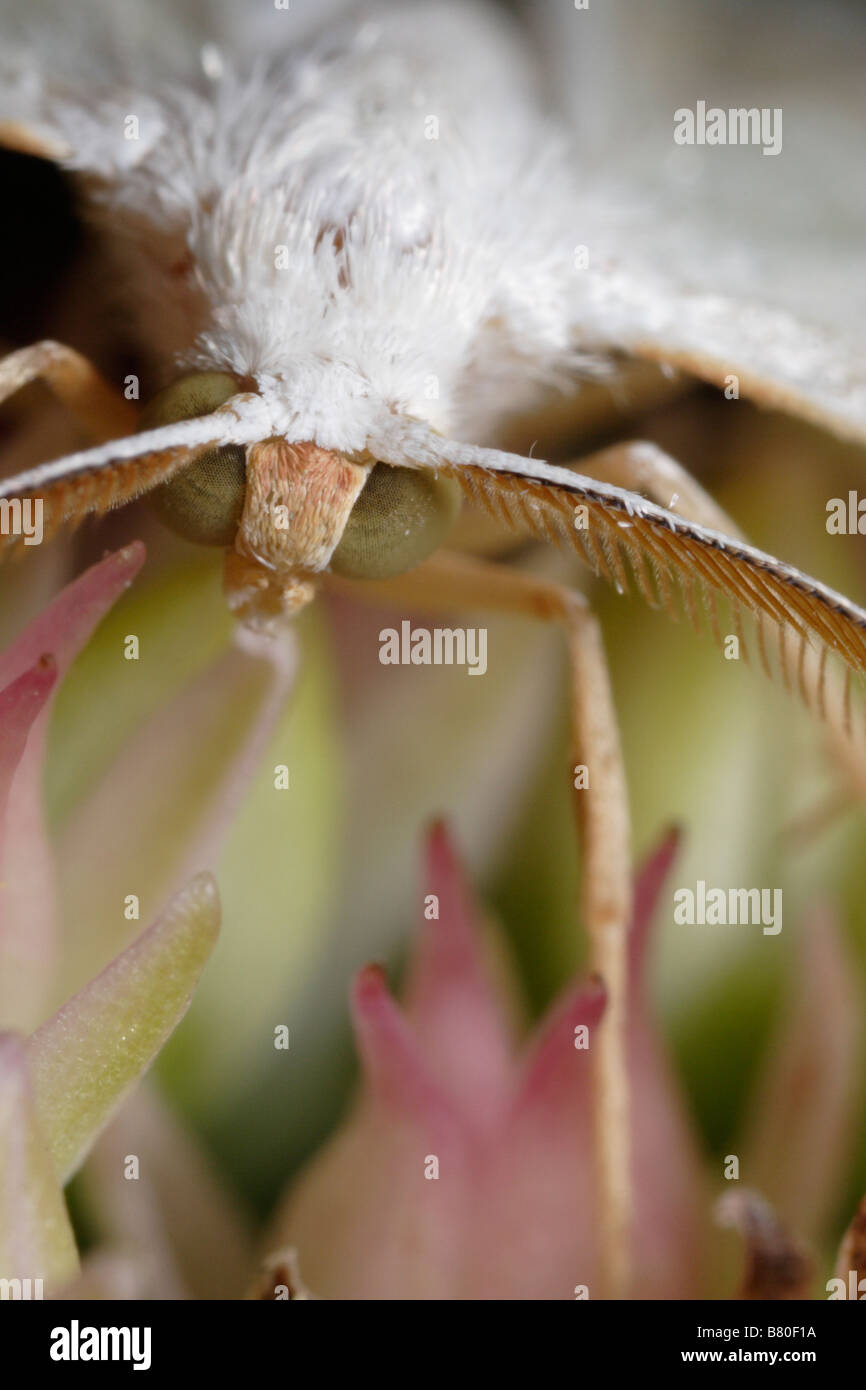 (Campaea margaritata émeraude léger), un papillon nocturne (Lépidoptère), se nourrissent d'une fleur orpin (Sedum) Banque D'Images