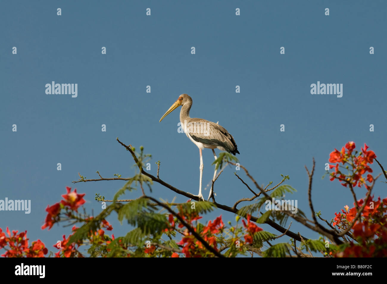 Cigogne bébé debout sur un parc national de Nechisar voyage Afrique Ethiopie Banque D'Images