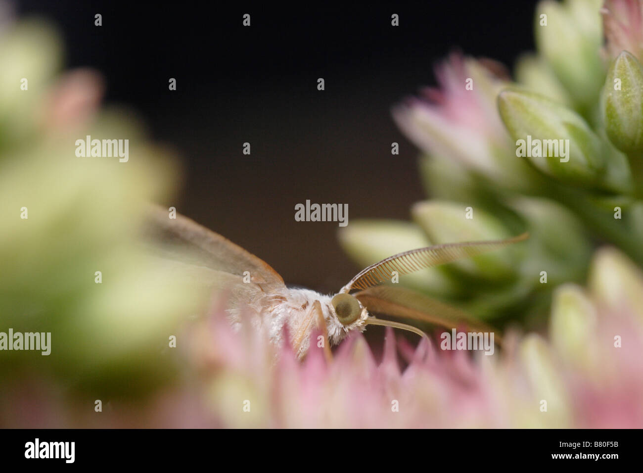 (Campaea margaritata émeraude léger), un papillon nocturne (Lépidoptère), se nourrissent d'une fleur orpin (Sedum) Banque D'Images