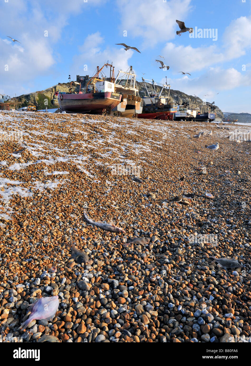 Les poissons morts sur la plage Banque D'Images