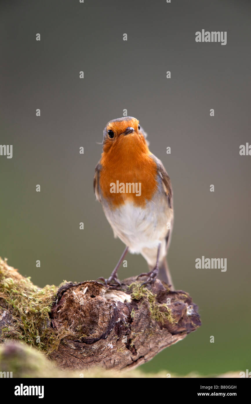 Erithacus rubecula aux abords de l'hiver Banque D'Images
