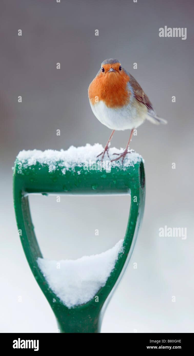 Erithacus rubecula aux abords sur cosse dans la neige Banque D'Images