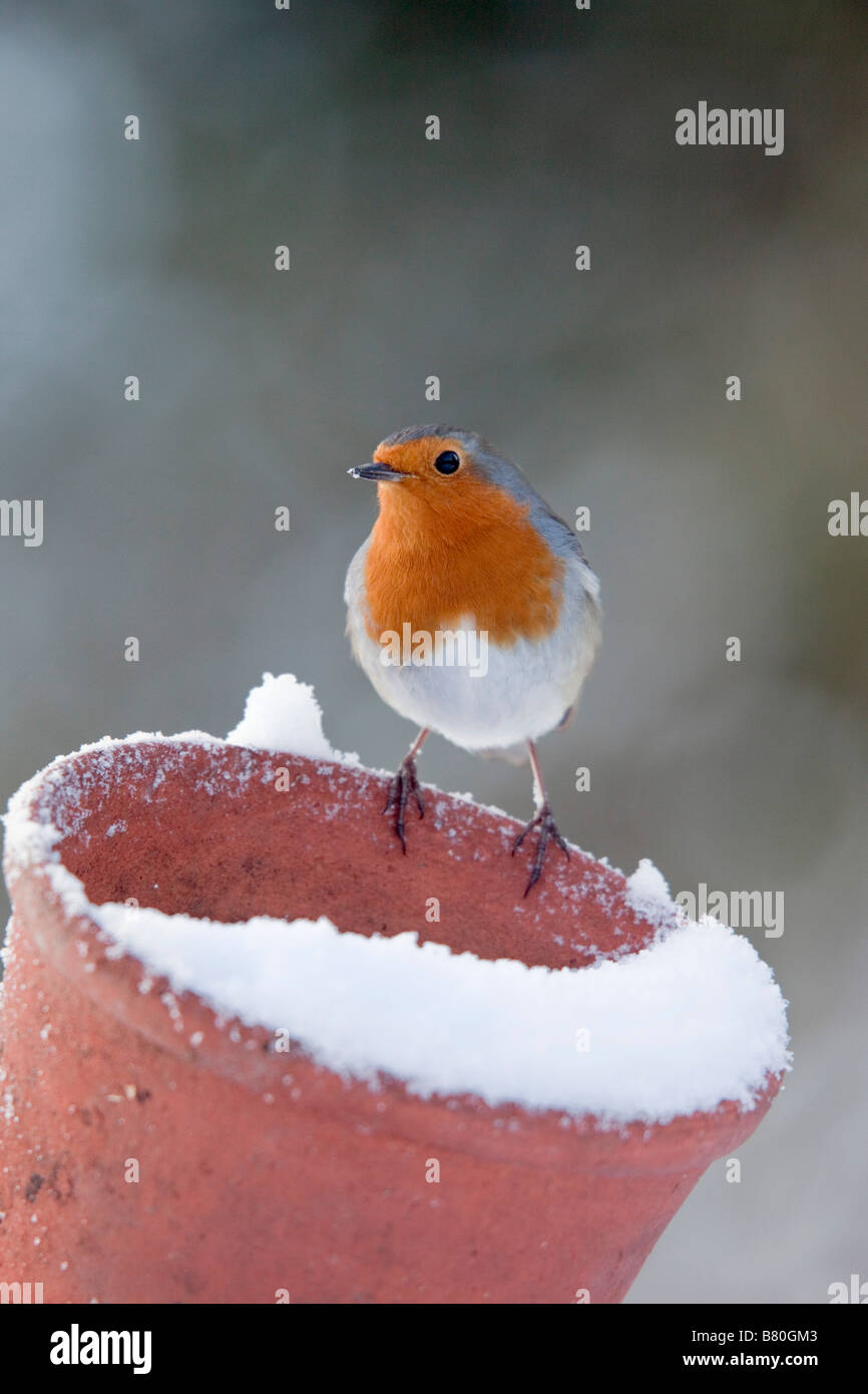Erithacus rubecula aux abords de plante en pot dans la neige Banque D'Images