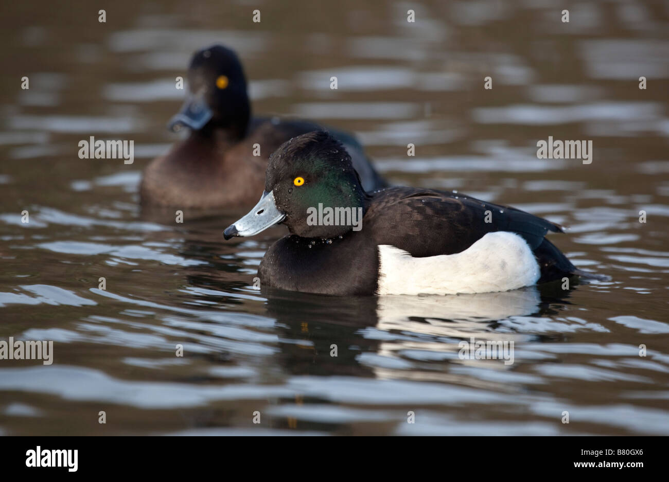 Fuligule morillon Aythya fuligula natation Banque D'Images