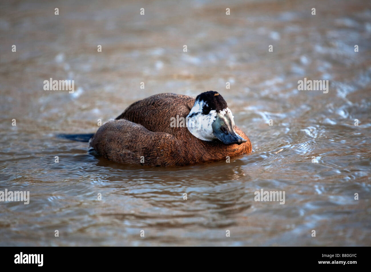 Leucocophala sa tête blanche Oxyura canard sur l'eau Banque D'Images