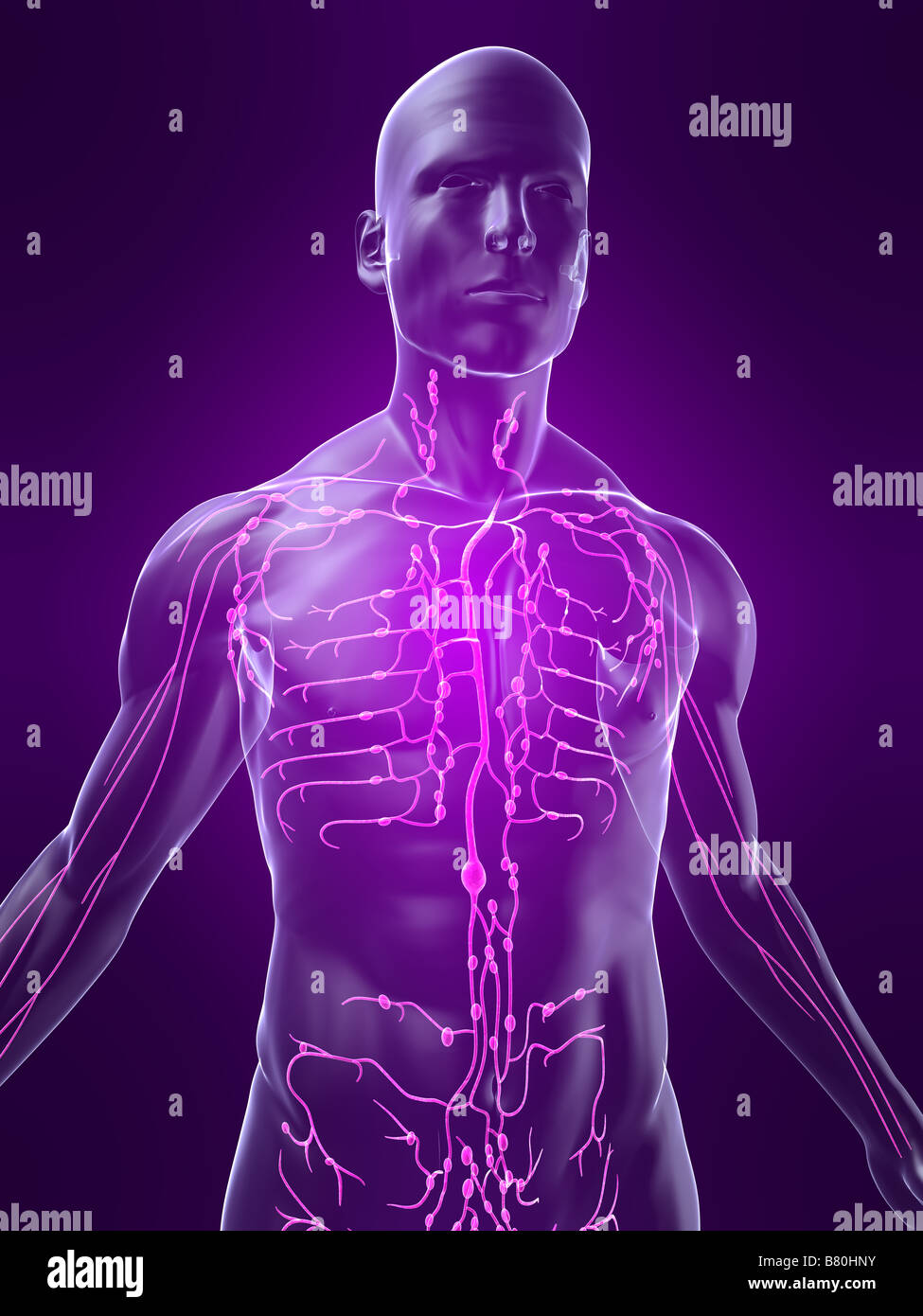 Les droits de l'anatomie transparent Banque D'Images