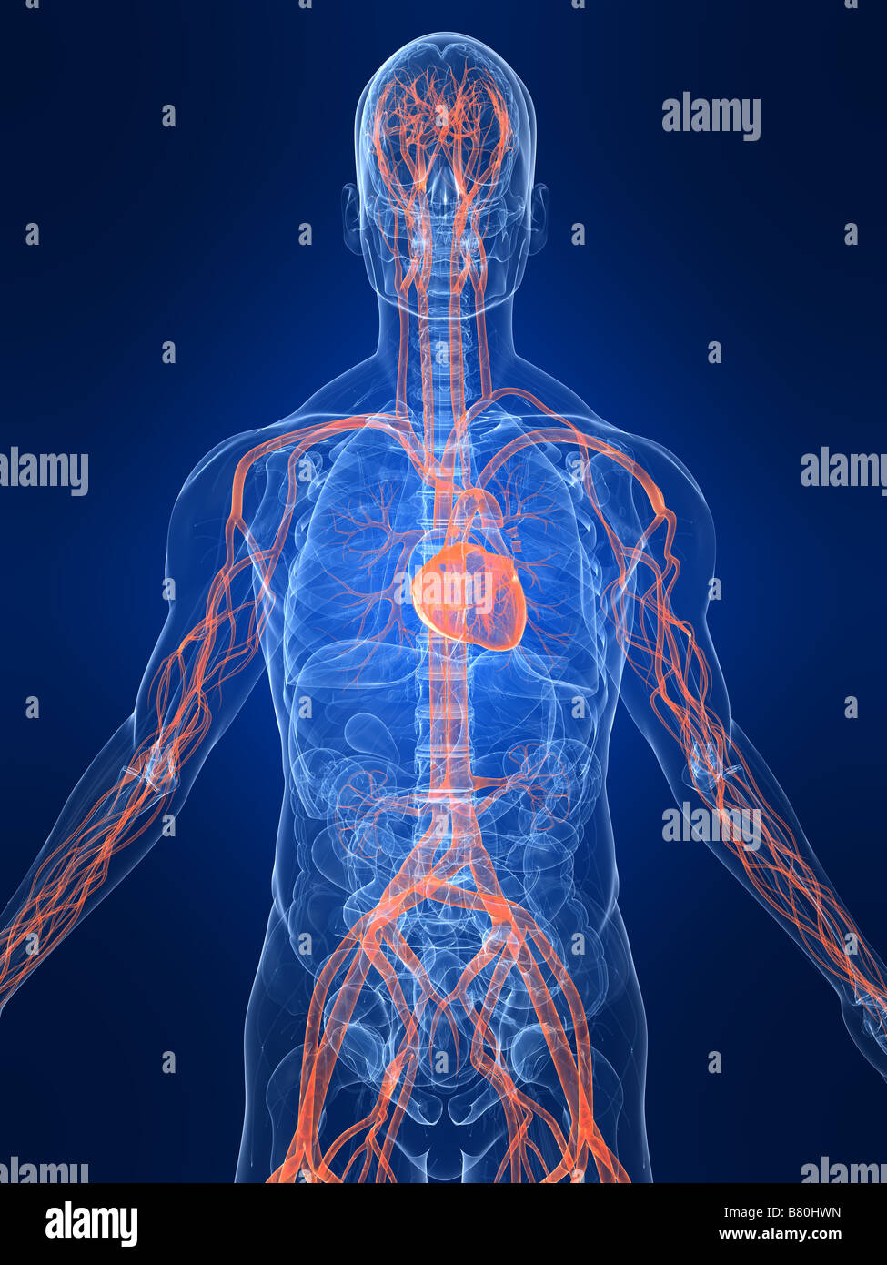 Les droits de l'anatomie transparent Banque D'Images